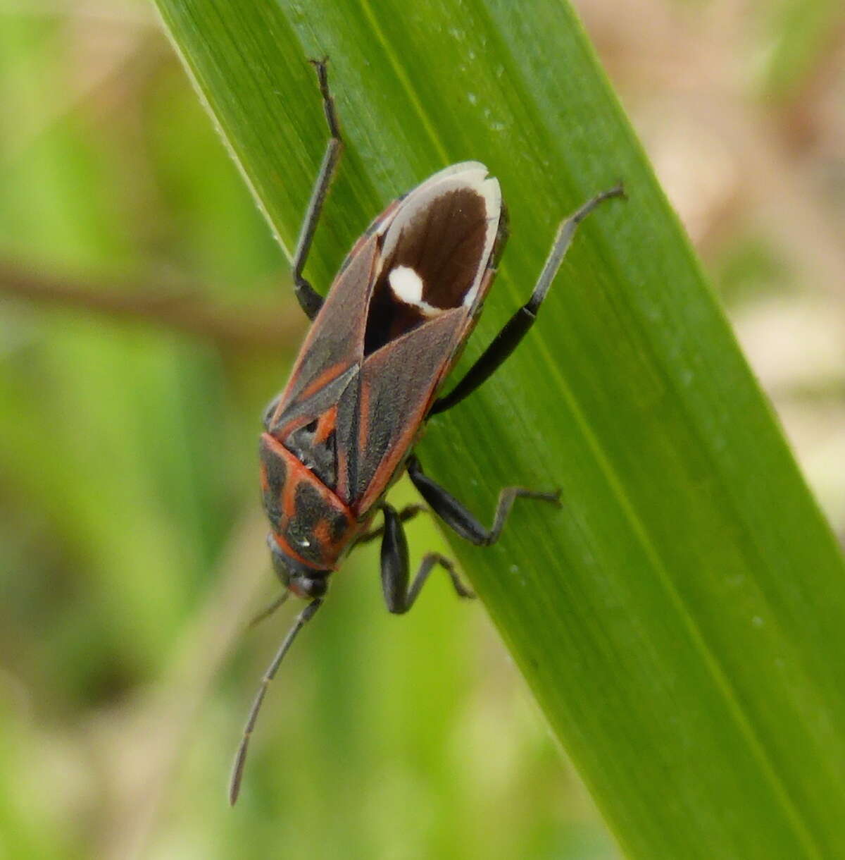 صورة Aspilocoryphus fasciativentris (Stal & C. 1858)