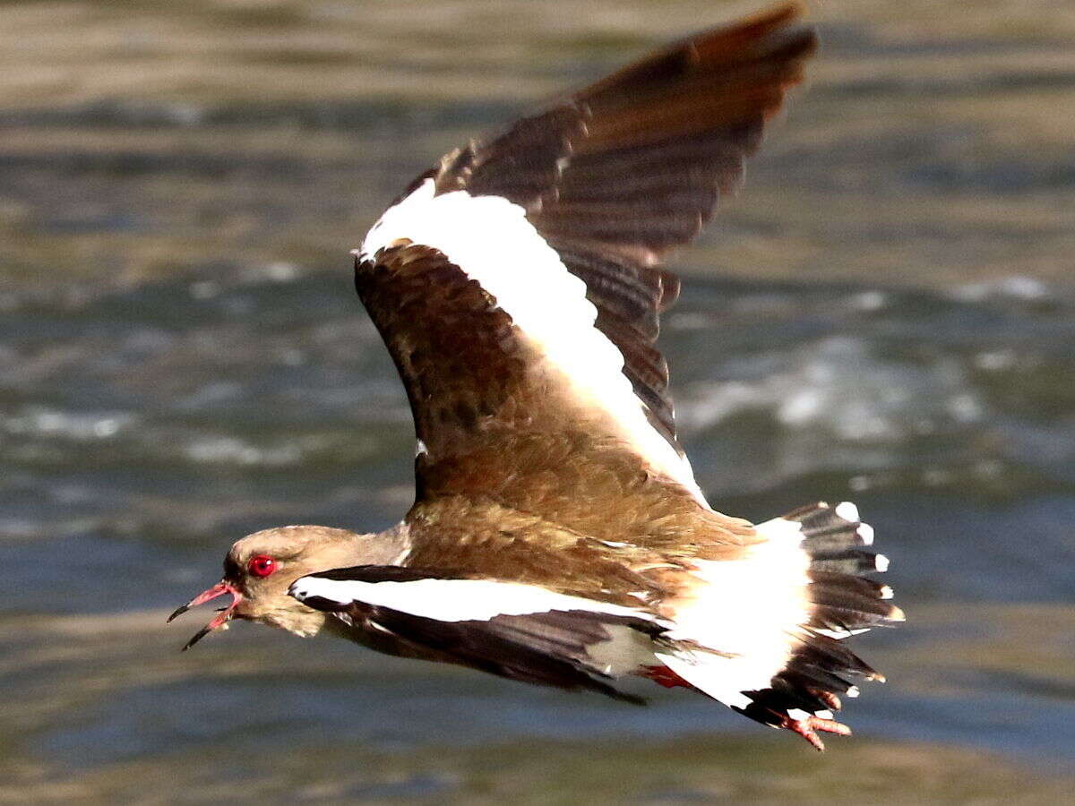 Image of Andean Lapwing