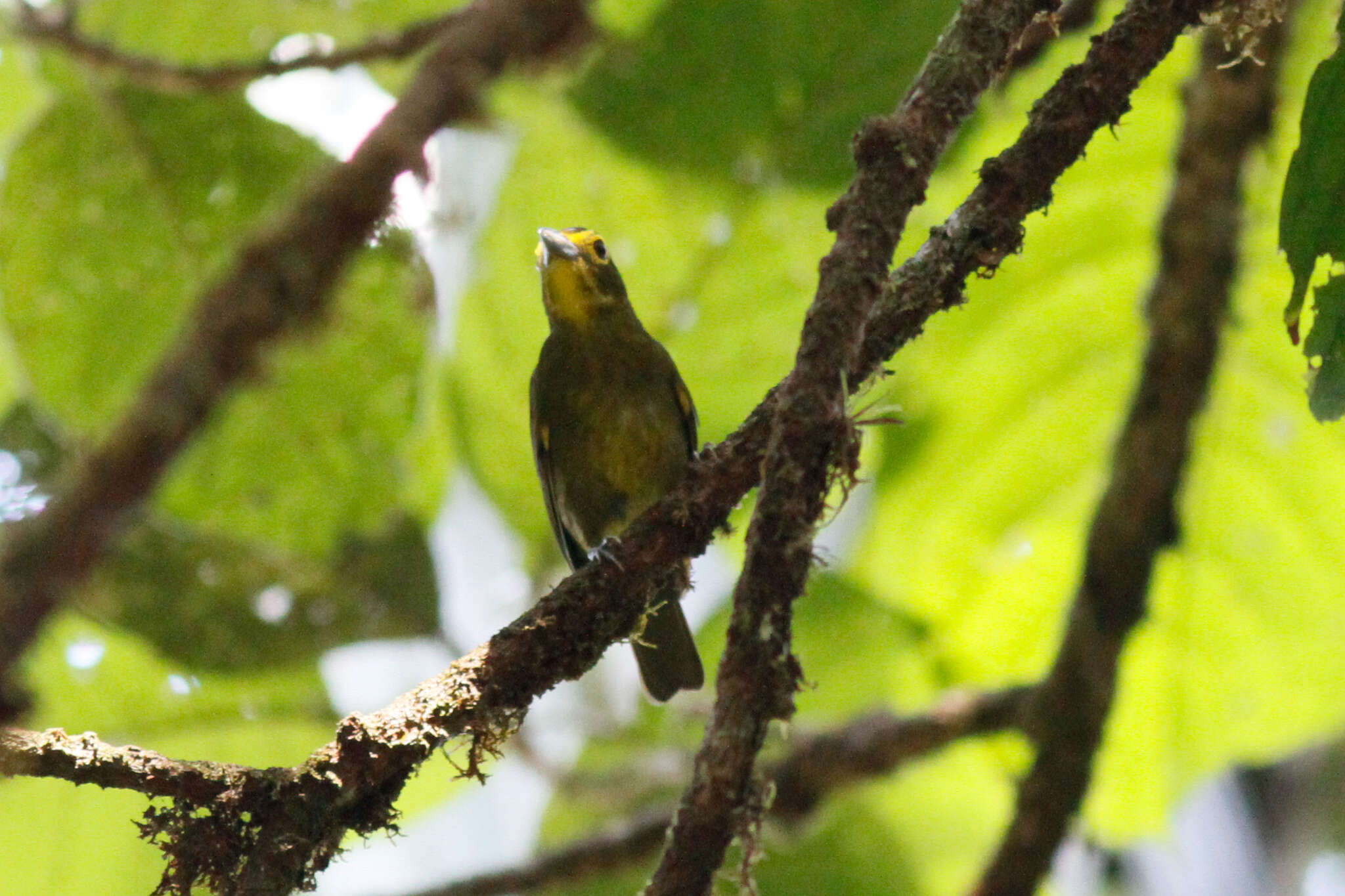 Слика од Chlorothraupis olivacea (Cassin 1860)