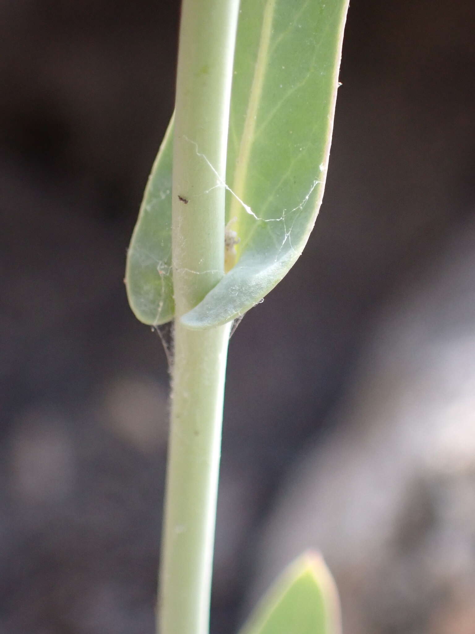 Image of Laguna Mountain jewelflower