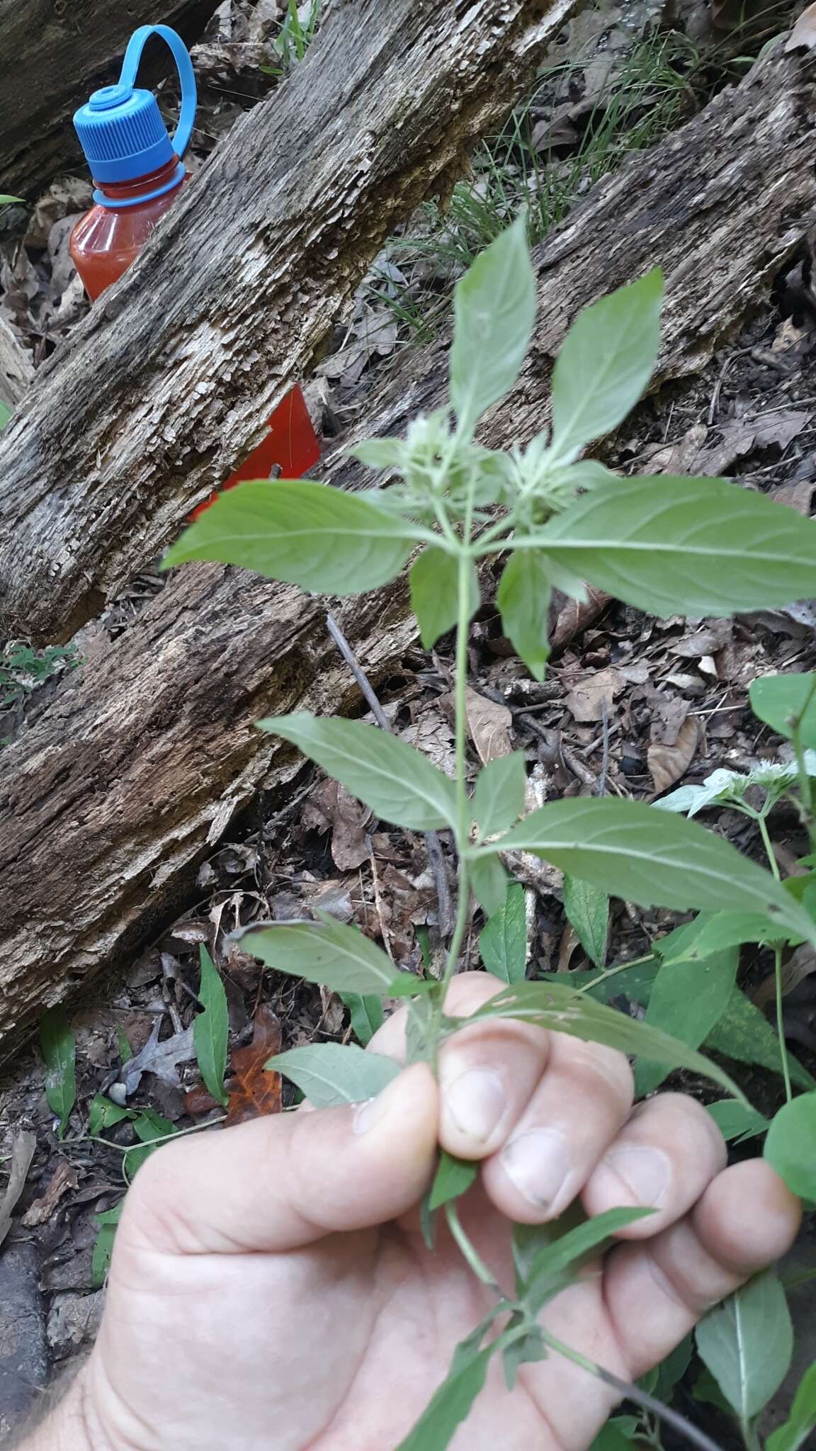 Image of southern mountainmint