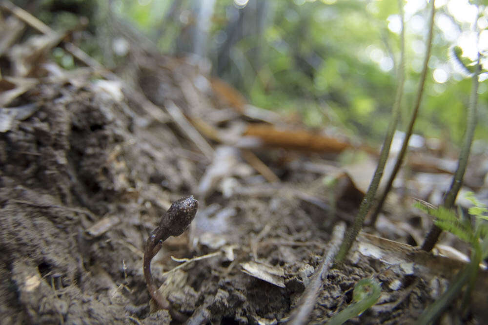 Image of Gastrodia pubilabiata Y. Sawa