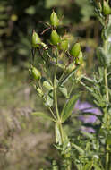 Image of great St. Johnswort