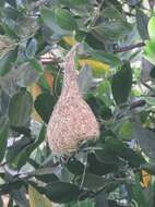 Image of Baya Weaver