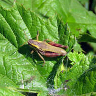 Image of Cascade Timberline Grasshopper