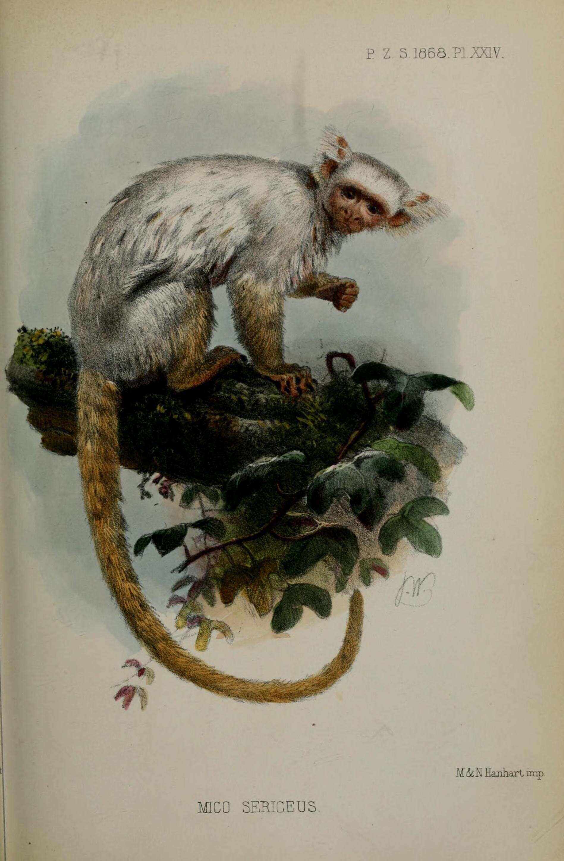 Image of Gold-and-white Marmoset