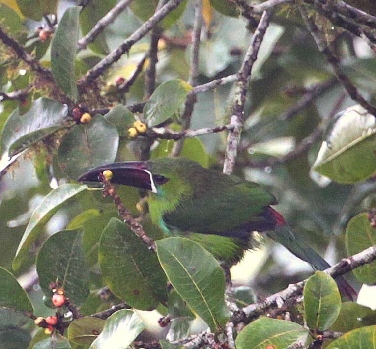 Image of Crimson-rumped Toucanet