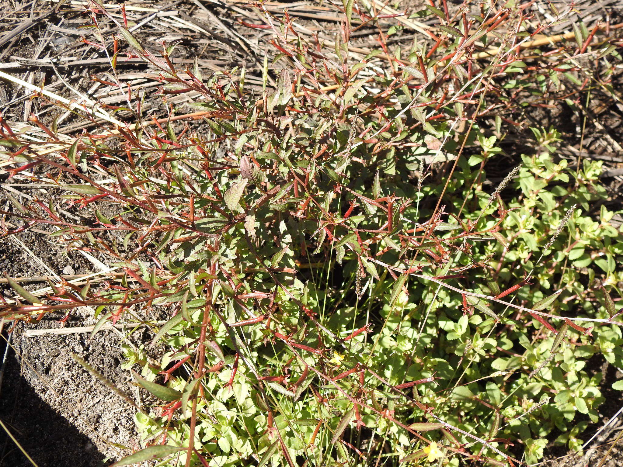 Image de Ludwigia hyssopifolia (G. Don) Exell