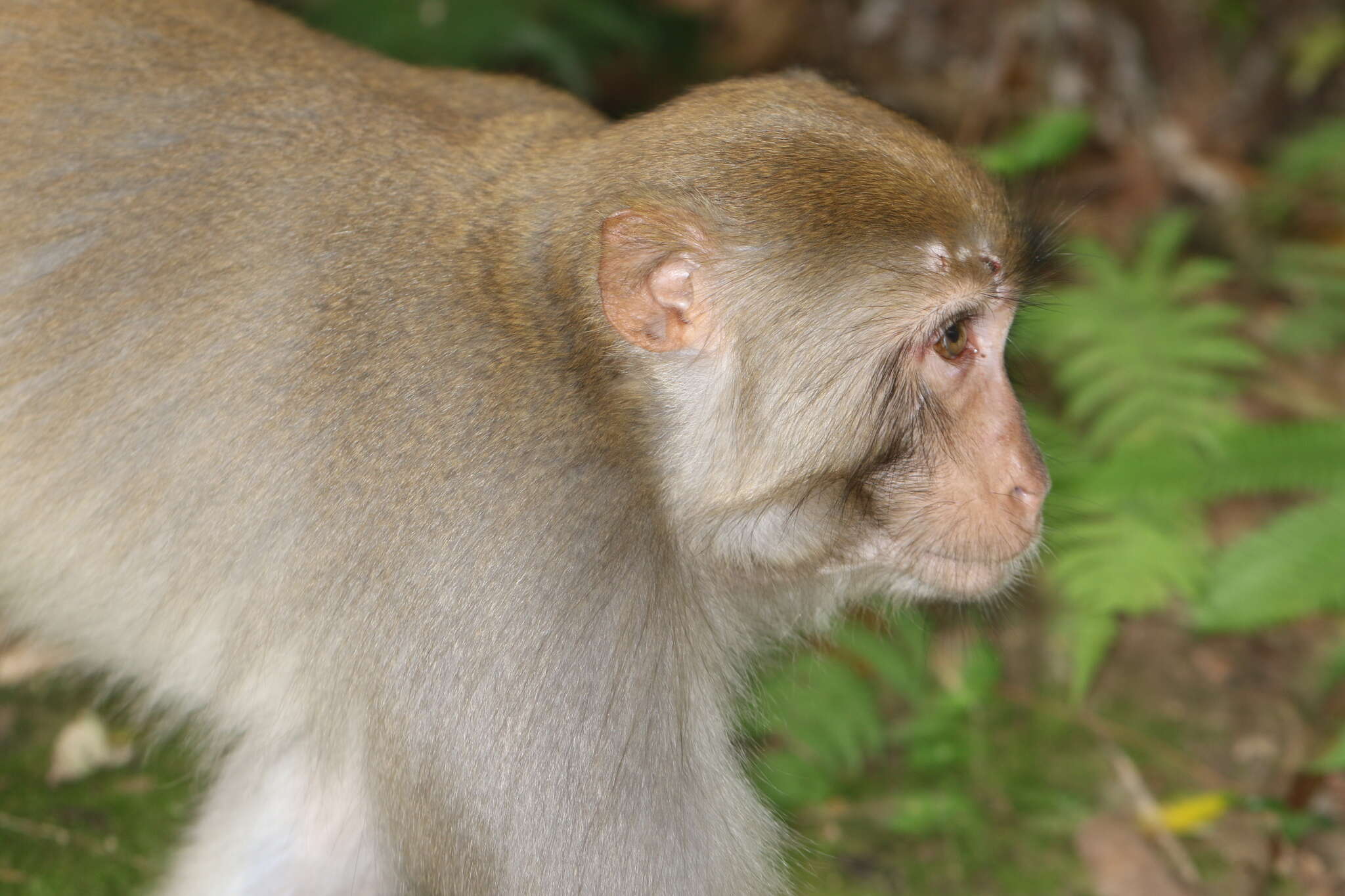 Image of Rhesus Monkey