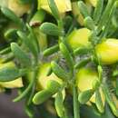 Image of Boronia tetrandra Labill.