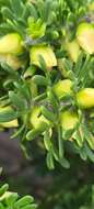 Image de Boronia tetrandra Labill.