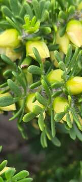 Image of yellow boronia