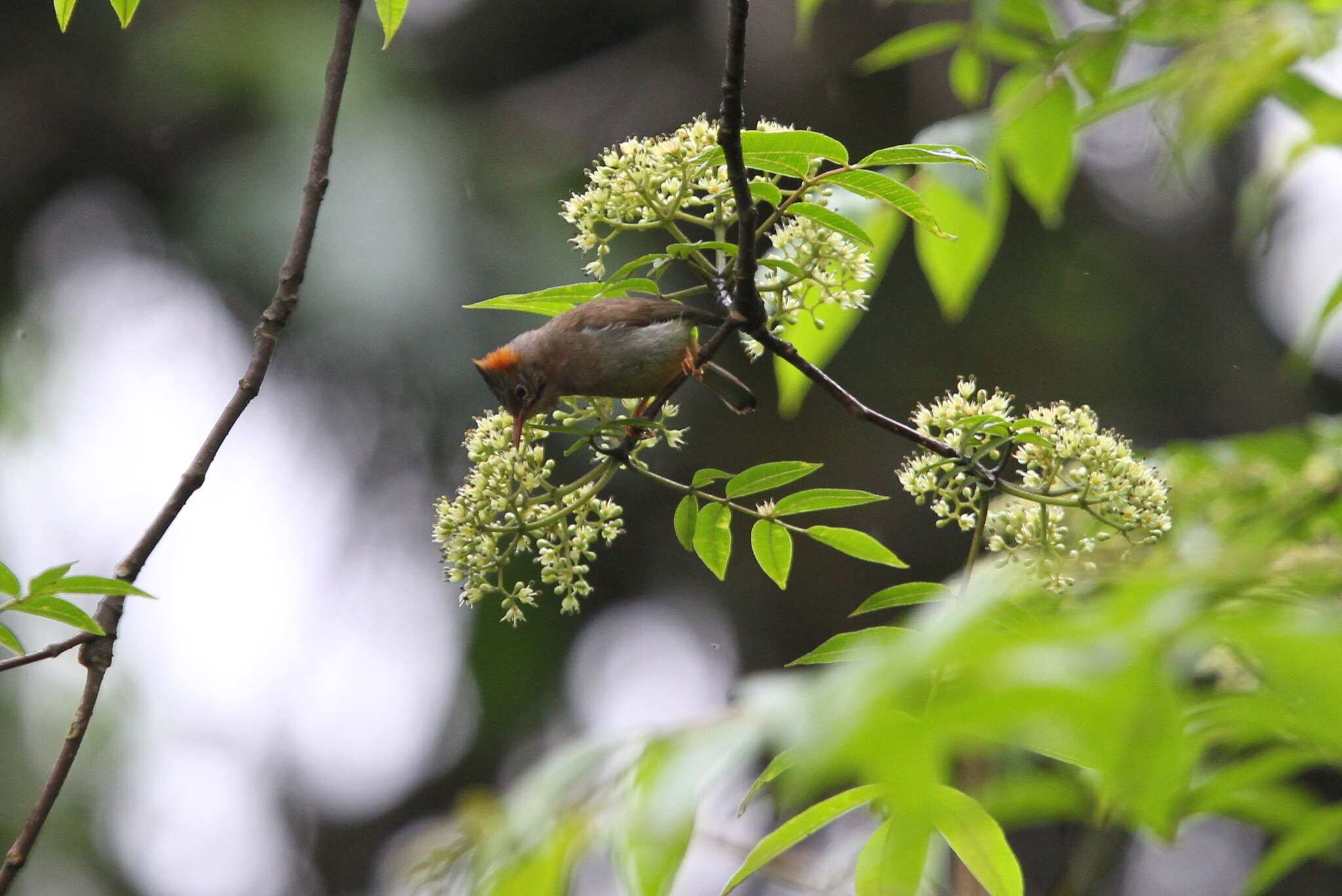 Image of Rufous-vented Yuhina