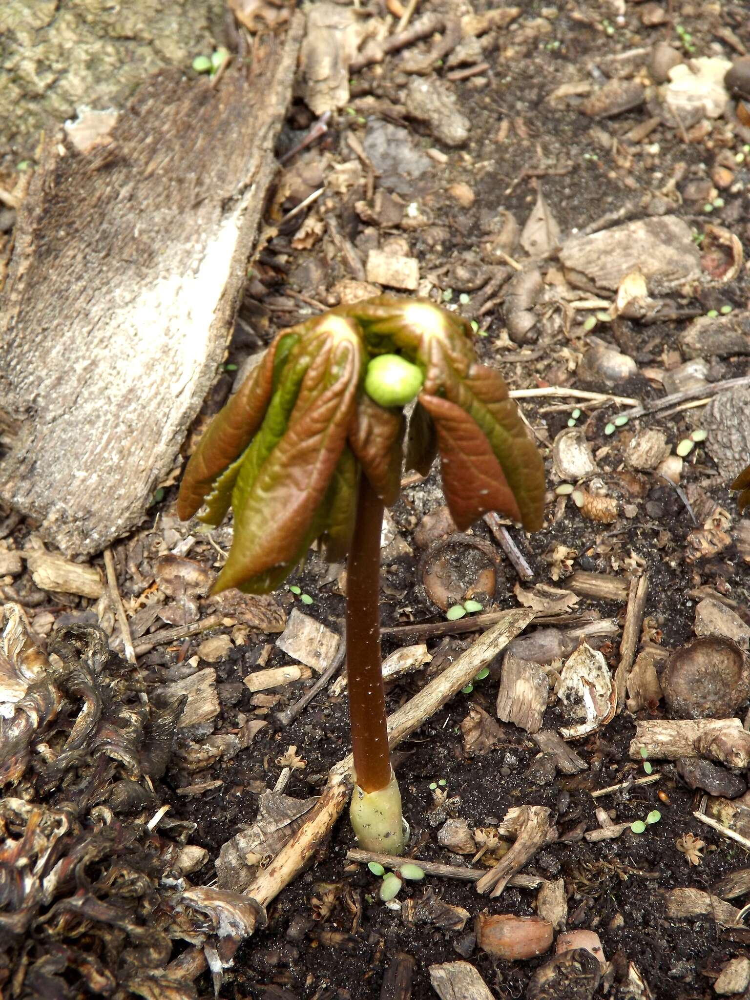 Image of mayapple