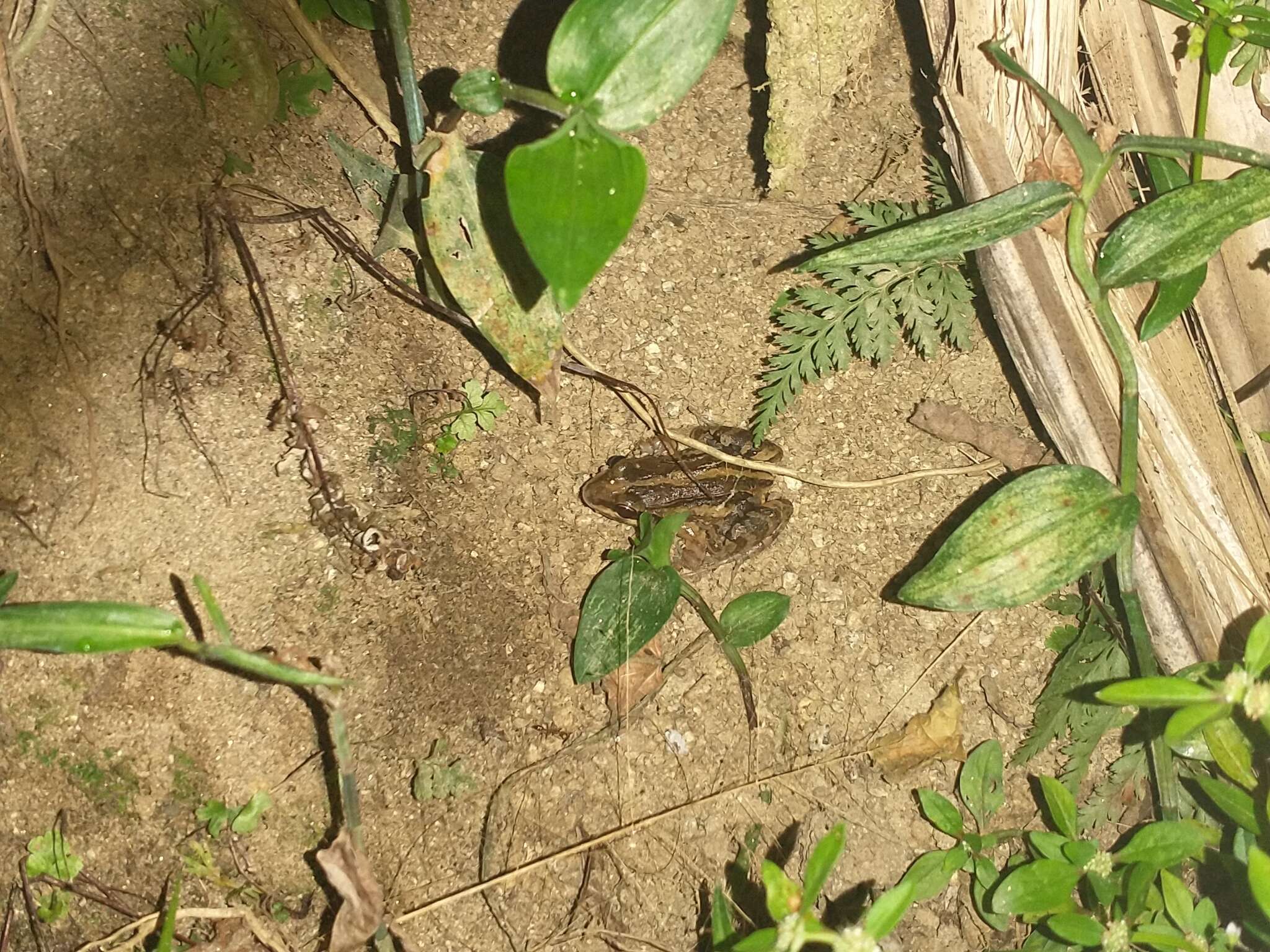 Image of Caribbean white-lipped frog