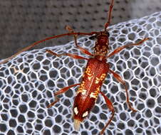 Image of Coptocercus biguttatus (Donovan 1805)