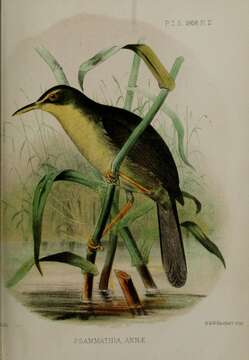 Image of Palau Bush Warbler