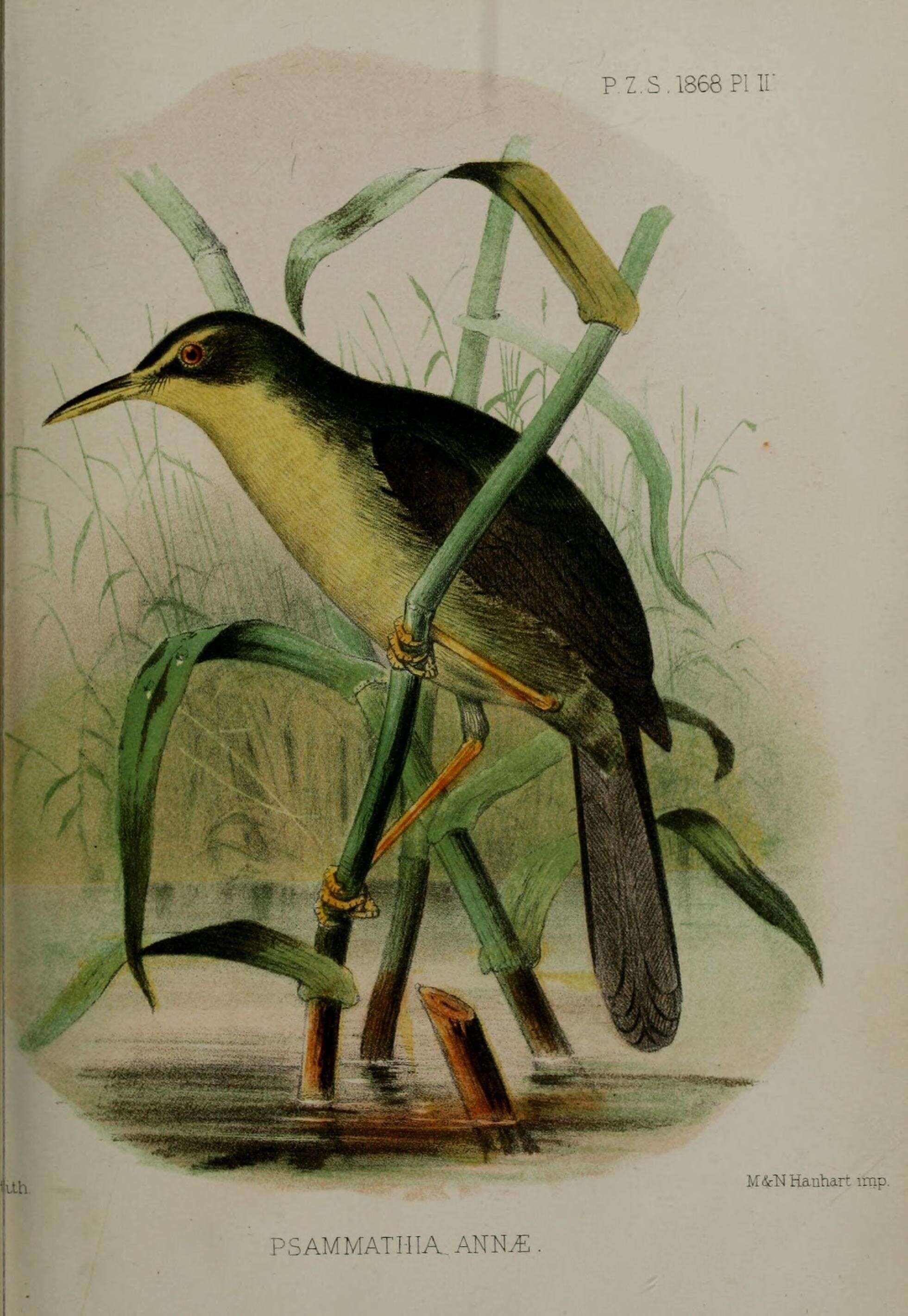 Image of Palau Bush Warbler