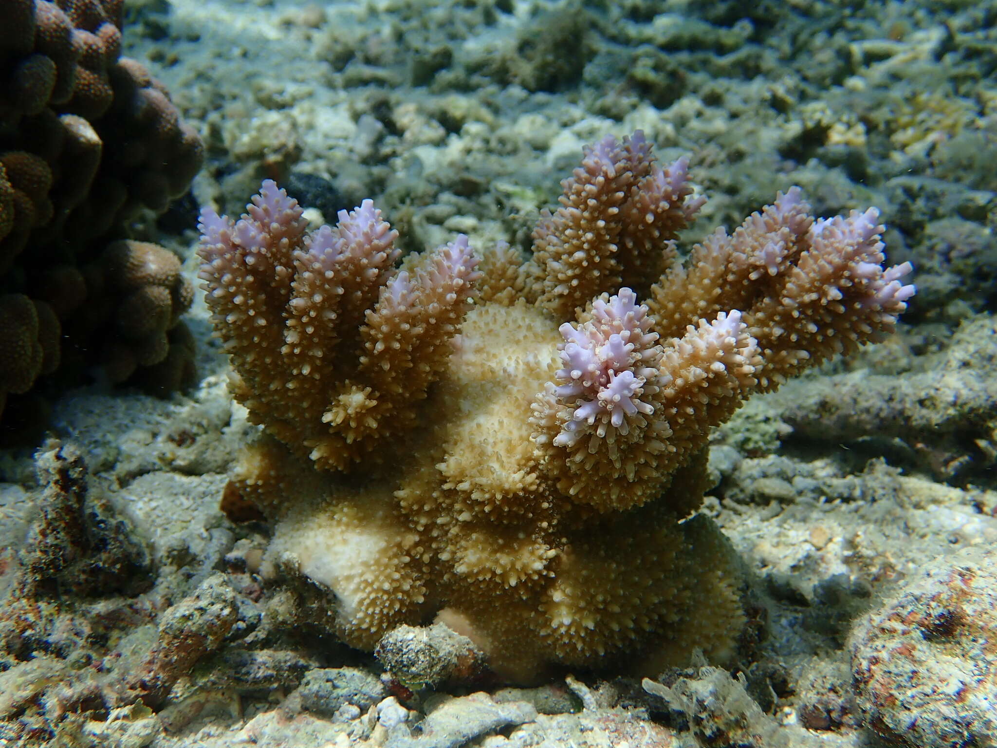 Image of Acropora abrotanoides (Lamarck 1816)