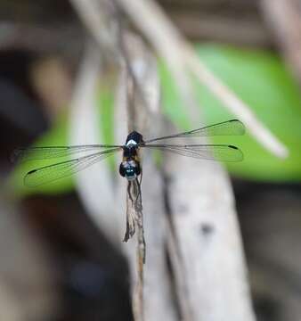 Imagem de Orchithemis pulcherrima Brauer 1878