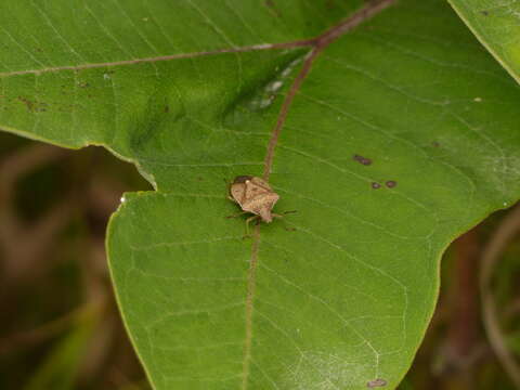 Image of Brown Stink Bug