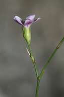 صورة Petrorhagia saxifraga subsp. saxifraga