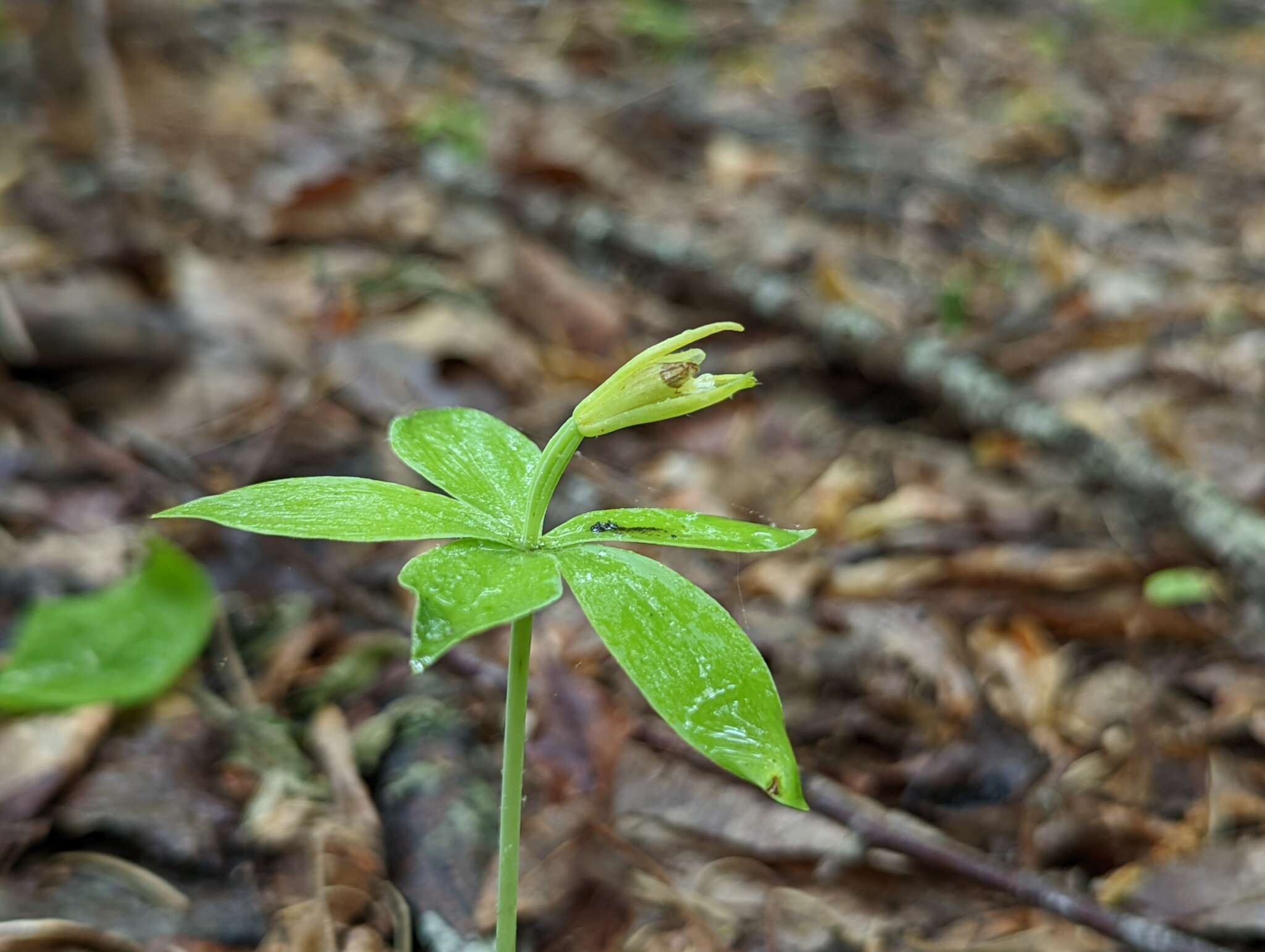 Imagem de Isotria medeoloides (Pursh) Raf.