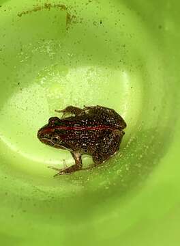 Image of Spotted Grass Frog