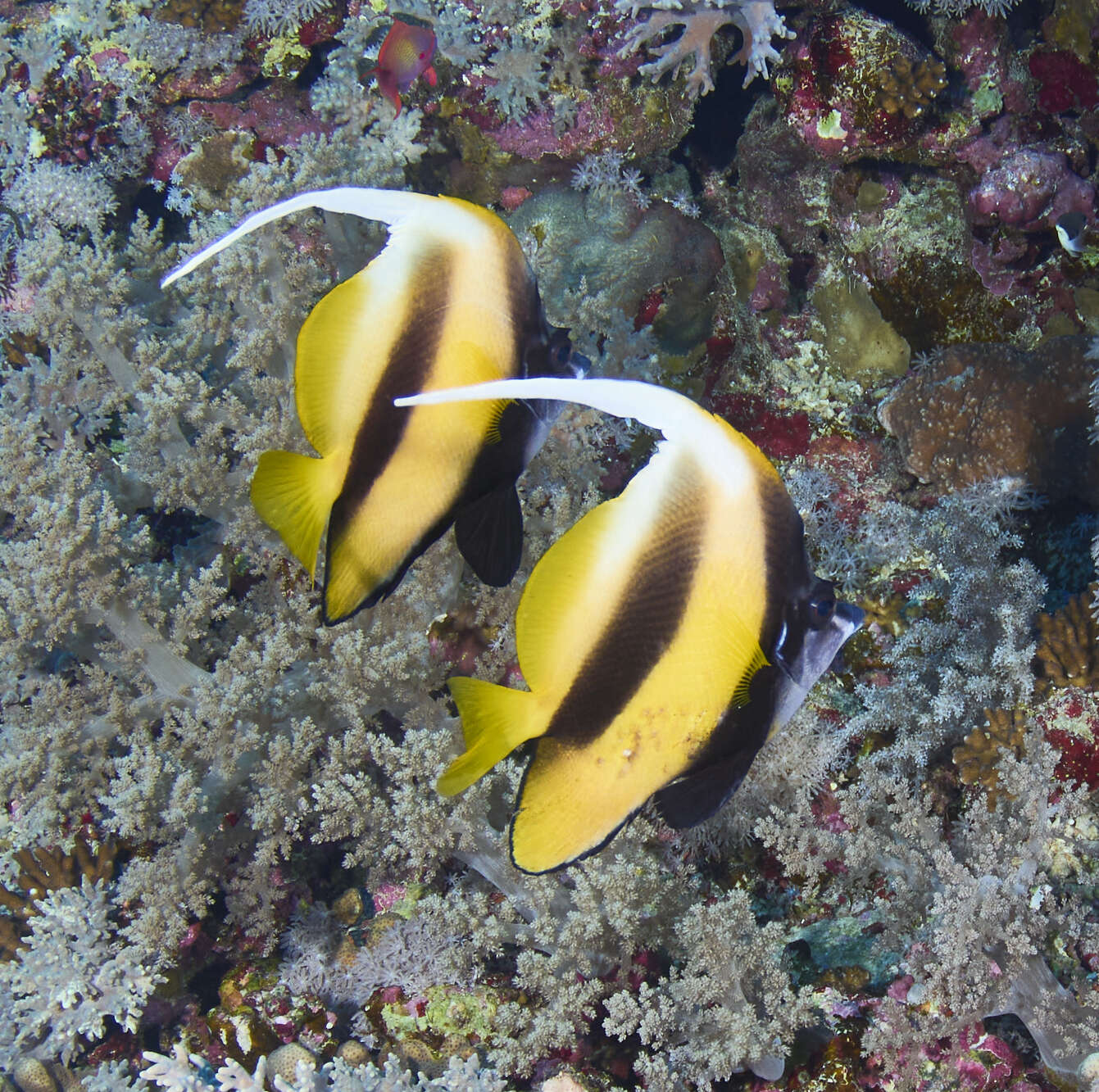 Image of Red Sea Bannerfish