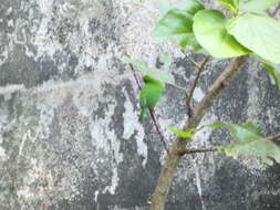 Image of Jamaican Tody