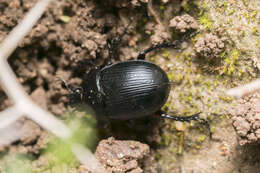 Image of Typhaeus fossor (Waltl 1838)