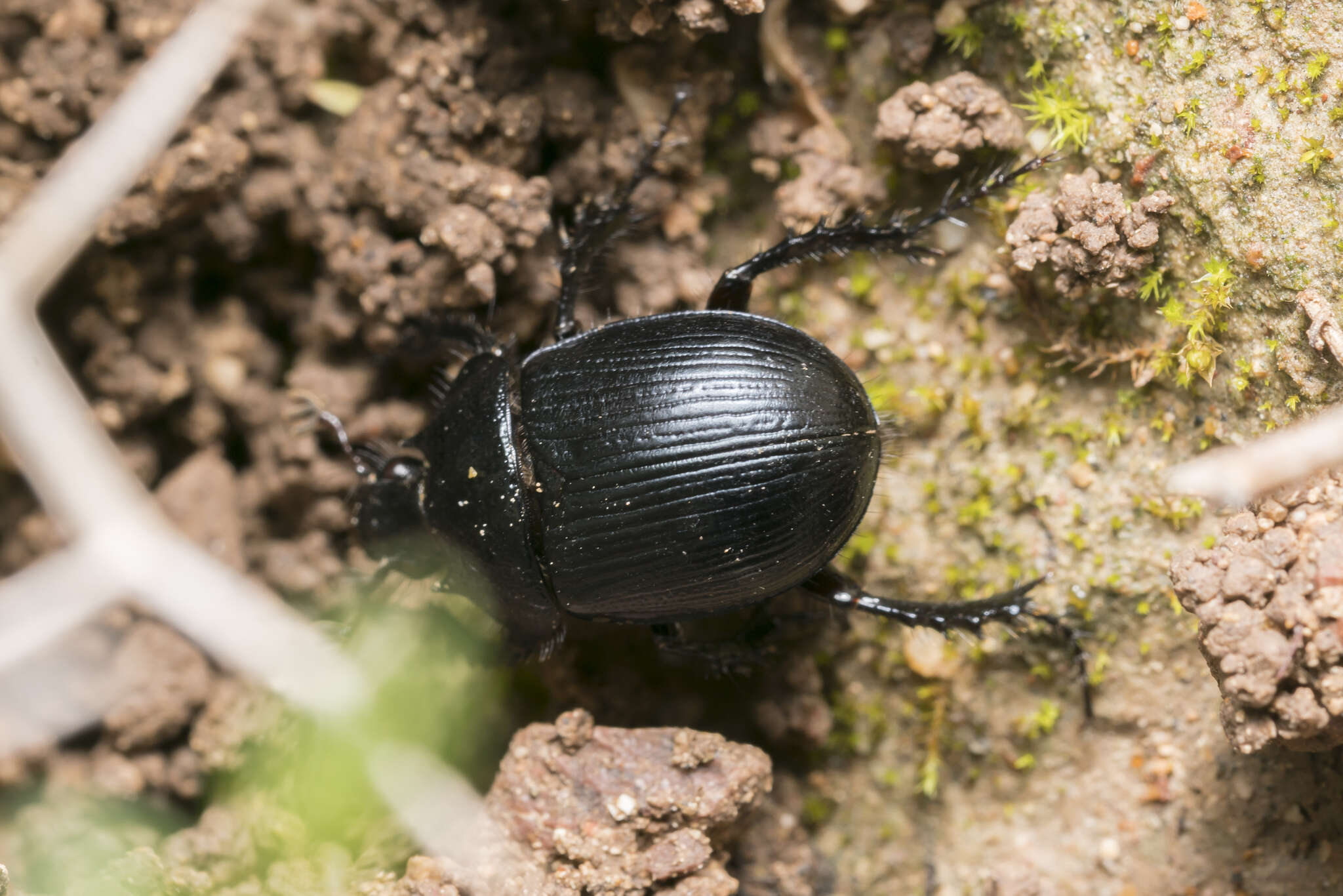 Image of Typhaeus fossor (Waltl 1838)