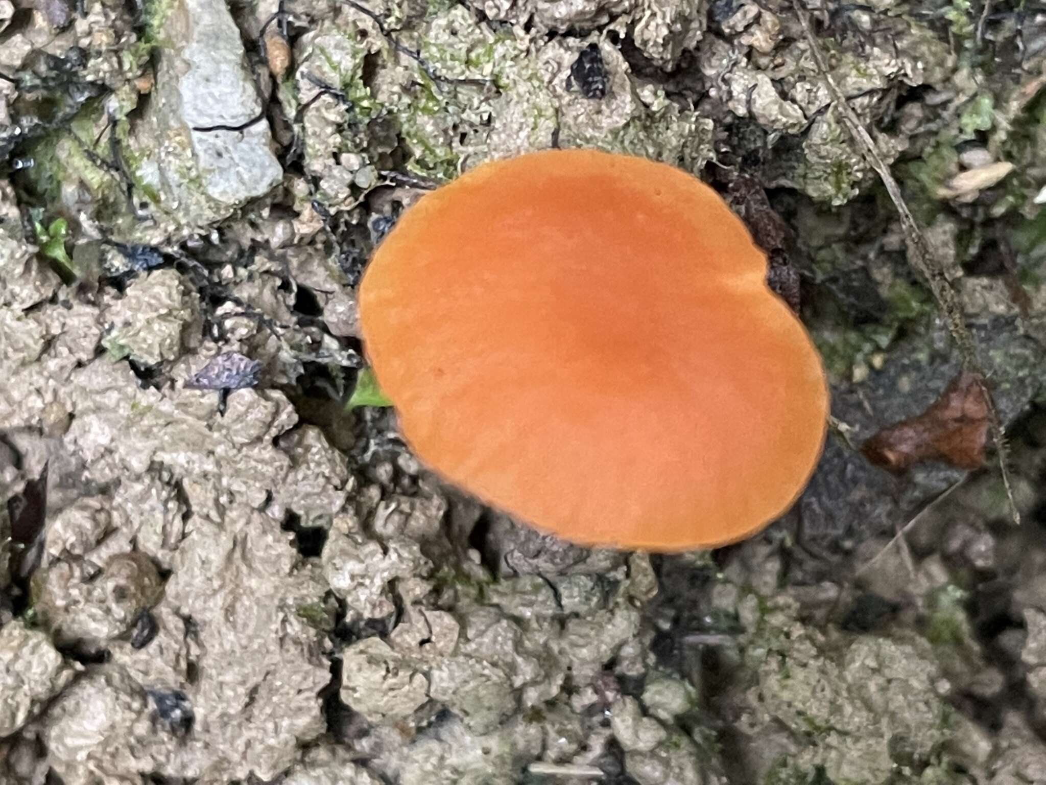 Plancia ëd Hygrocybe suzukaensis (Hongo) Hongo 1982