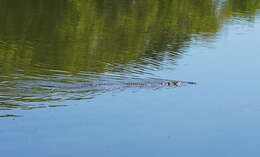 Image of Australian Freshwater Crocodile