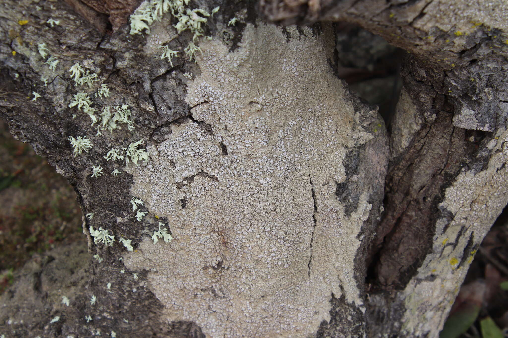 Imagem de Lecanora caesiorubella Ach.