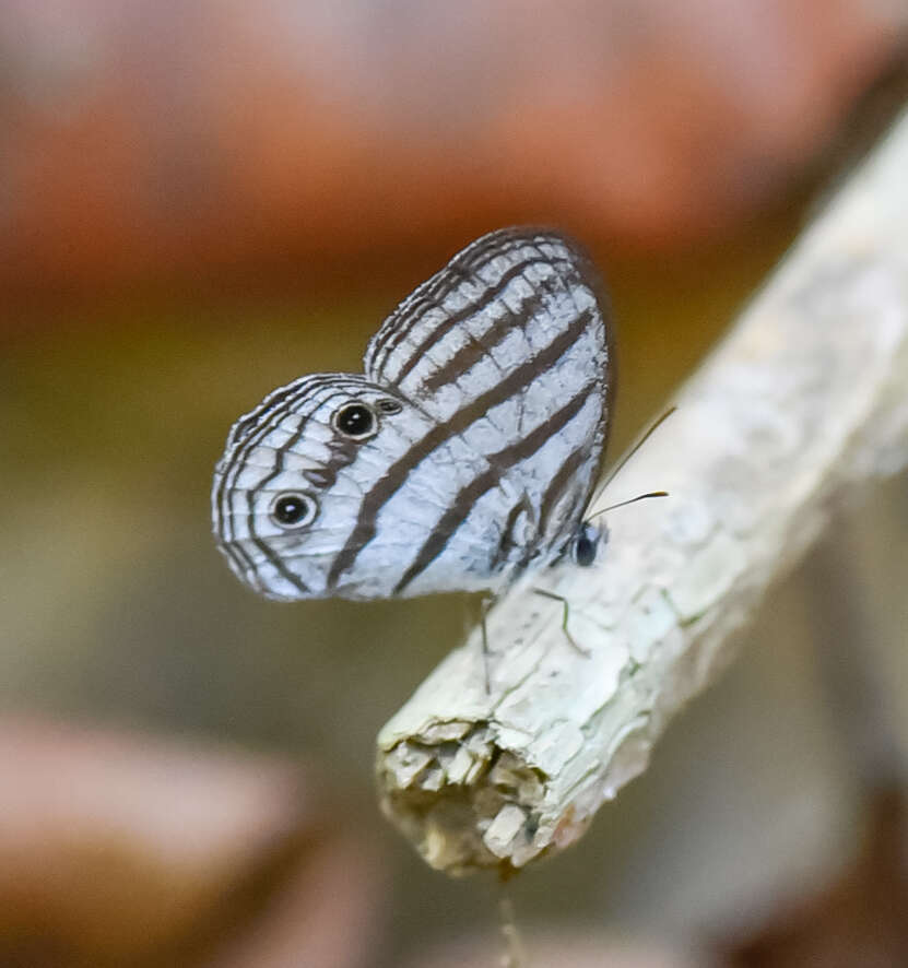 Image of <i>Caeruleuptychia brixius</i>