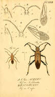 Leptocoris resmi