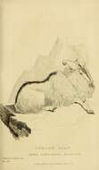 Image of Hemitragus Hodgson 1841