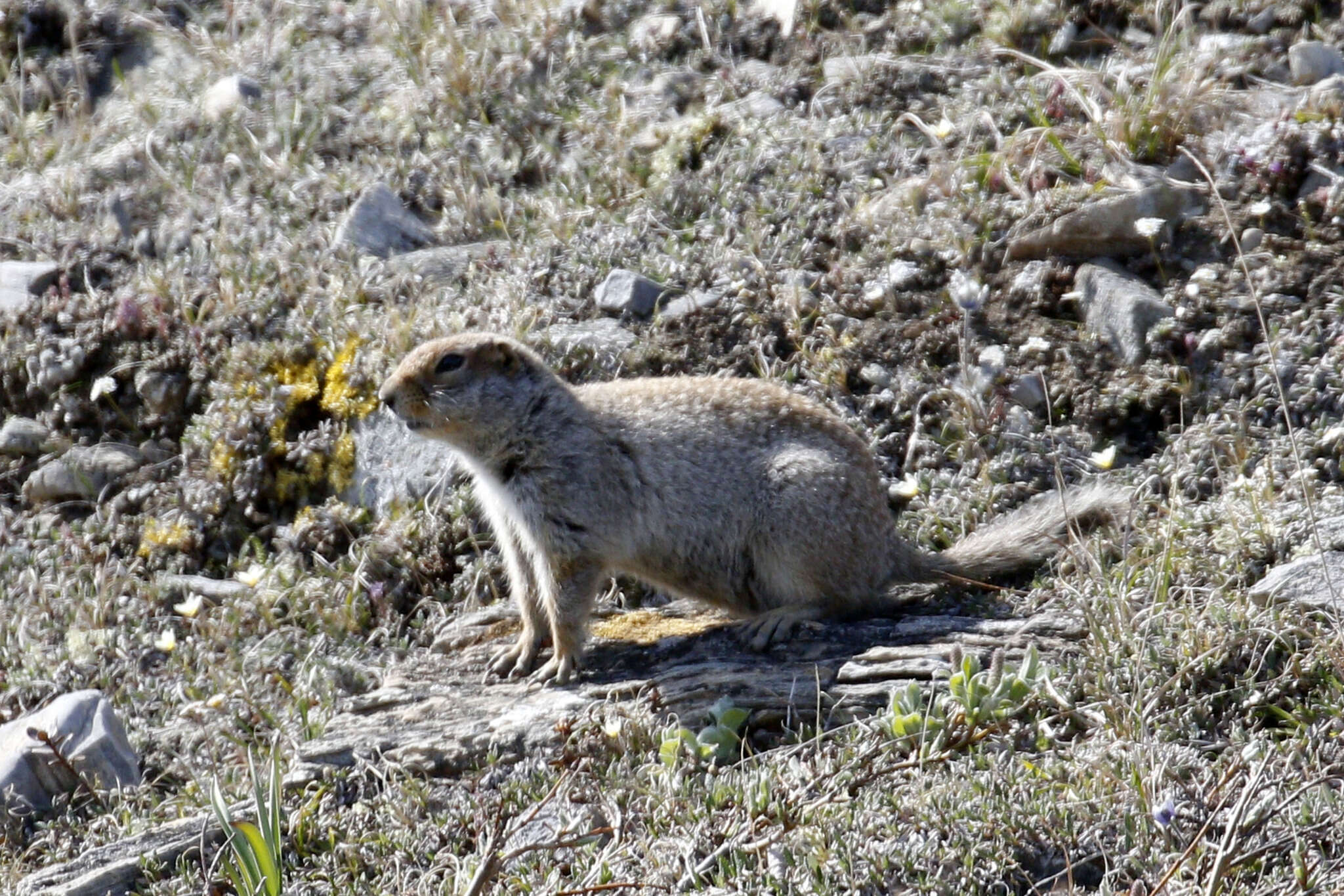 Image of Arctic ground squirrel