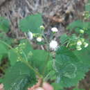 Image of Ageratina gentryana B. L. Turner