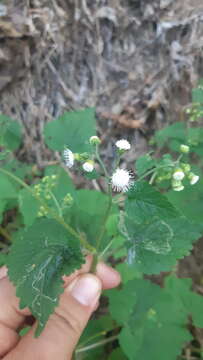 Image of Ageratina gentryana B. L. Turner