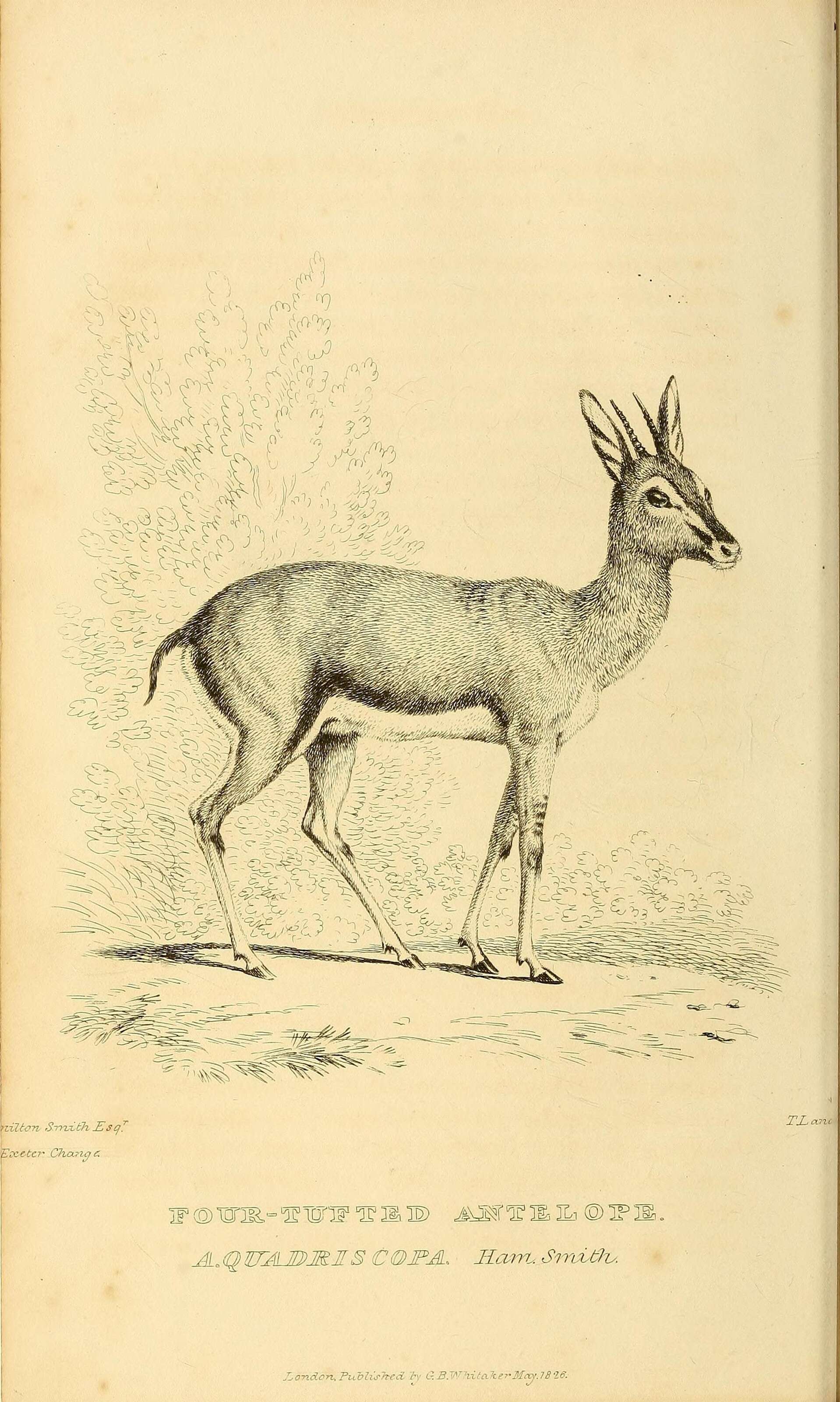 Image of Ourebia Laurillard 1842