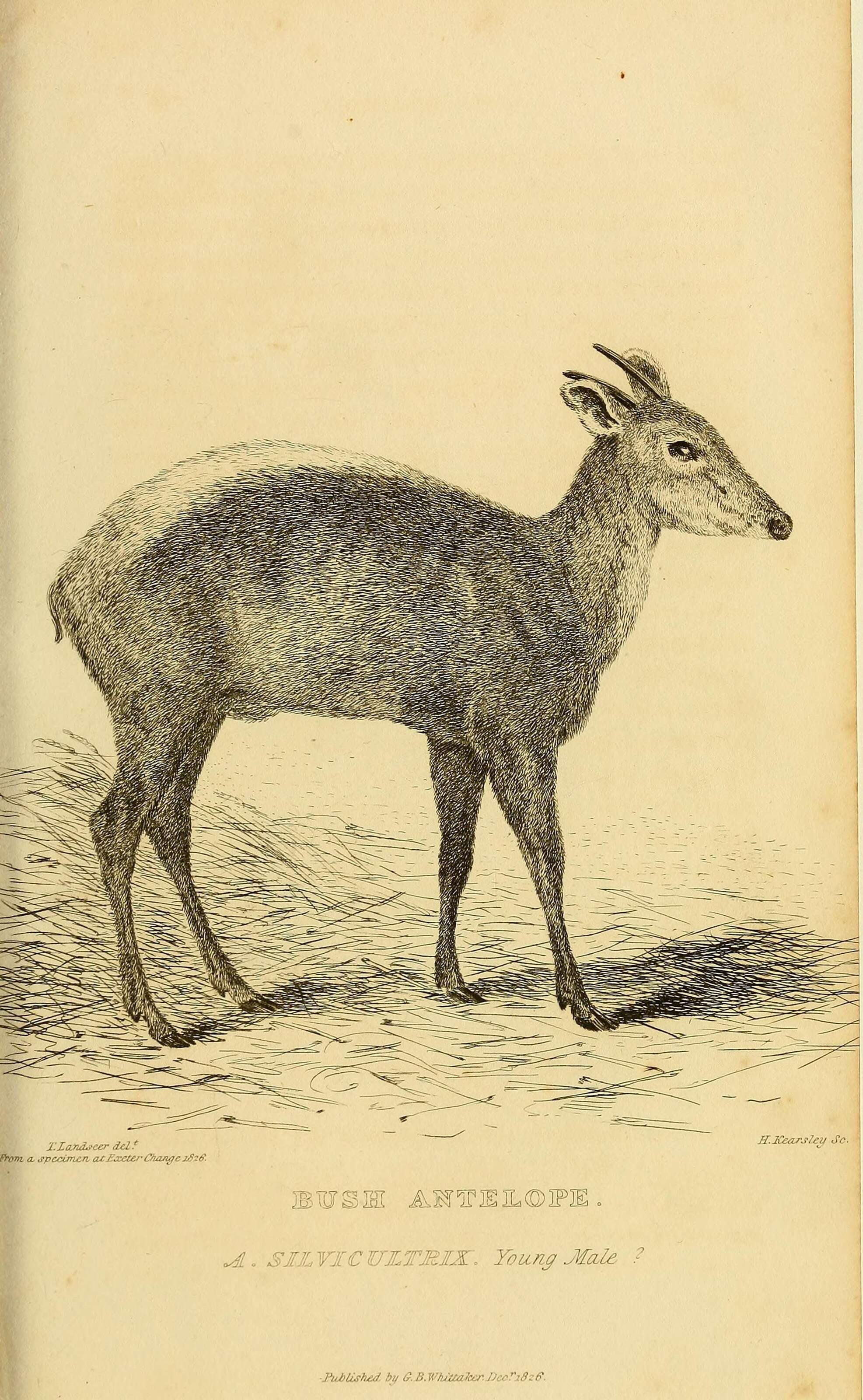 Image of yellow-backed duiker