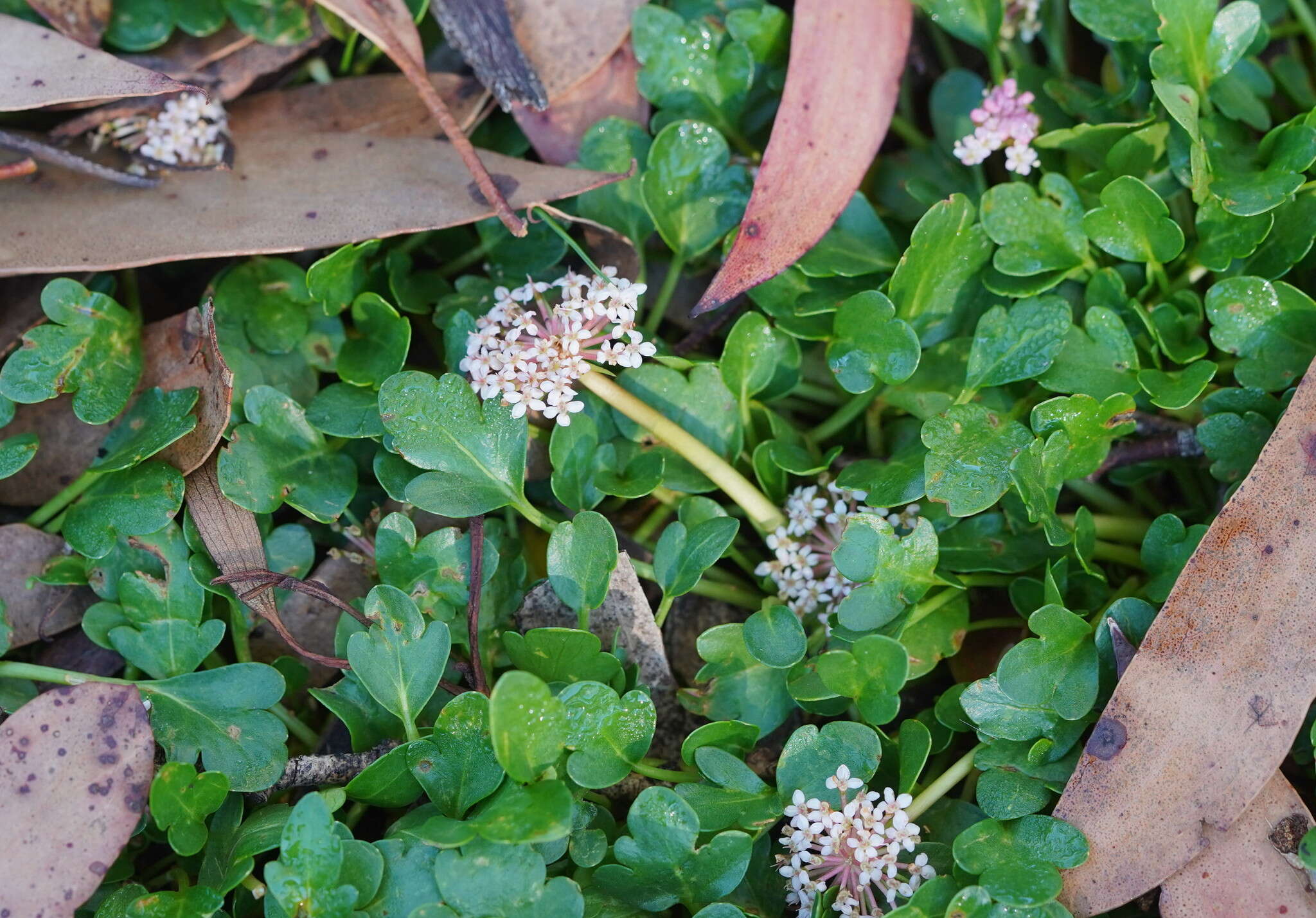 Trachymene humilis (Domin) Benth. resmi