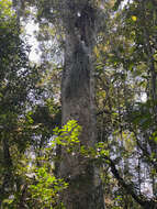 Image of Rhipsalis baccifera subsp. mauritiana (DC.) Barthlott