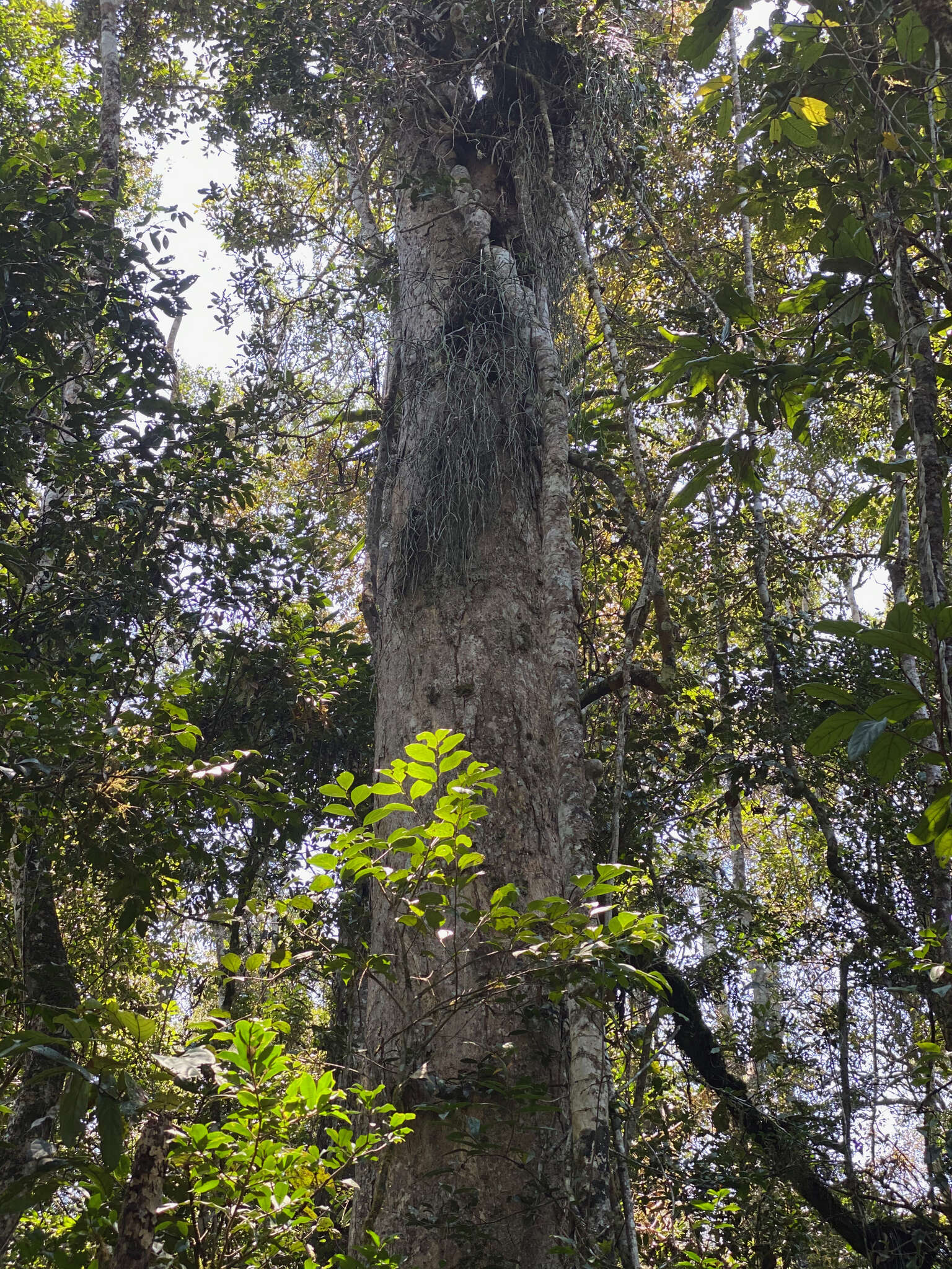 Слика од Rhipsalis baccifera subsp. mauritiana (DC.) Barthlott