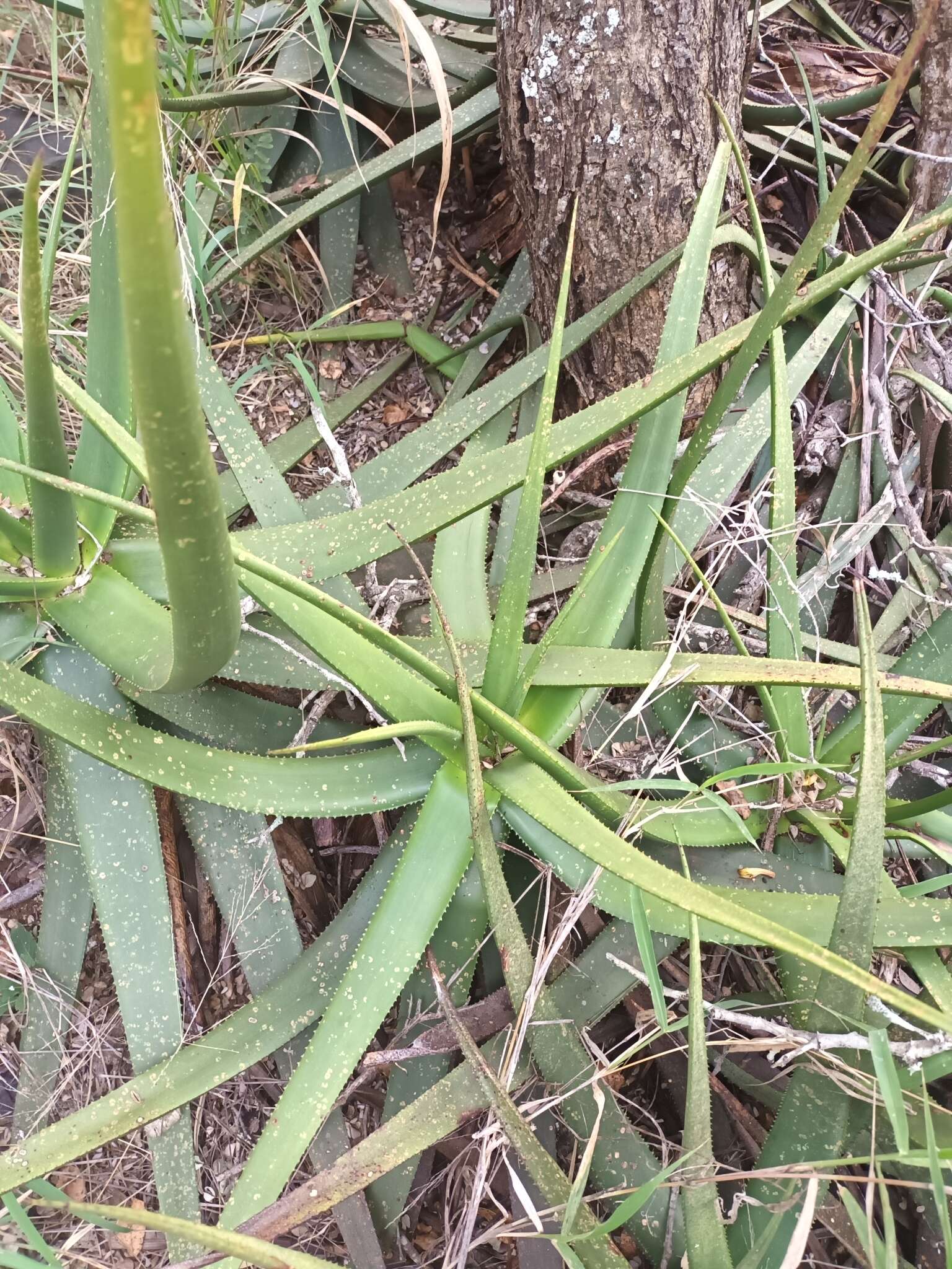 Image of Malapati aloe