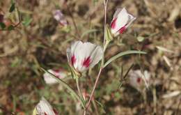 Слика од Clarkia speciosa subsp. speciosa