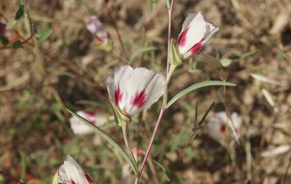 Слика од Clarkia speciosa H. & M. Lewis