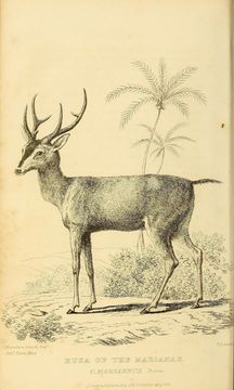 Image of Philippine Brown Deer
